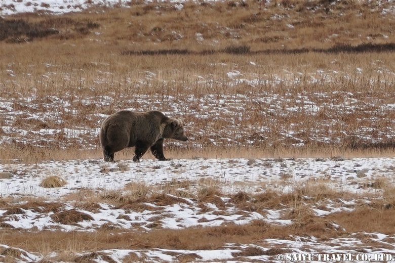 The Himalayan Brown Bear Before Hibernating: The Deosai Plateau in October